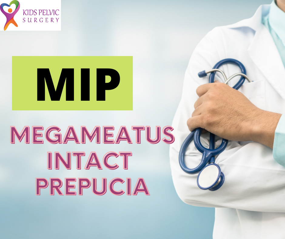 Megameatus intact Prepucia